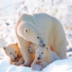 Polar Bears Non Personalised Christmas Cards 160H x 160W mm 