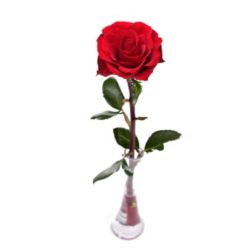 Single Red Rose with Tapered Vase