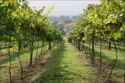 Vineyard Tour for Two
