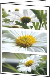 Carte de félicitations avec motif floral Sigel DC171 220 g