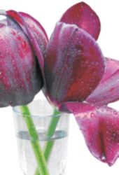 Cartes De Vœux bsb obpacher Tulipe 11,5 x 17 cm Spécial Assortiment 10 Unités