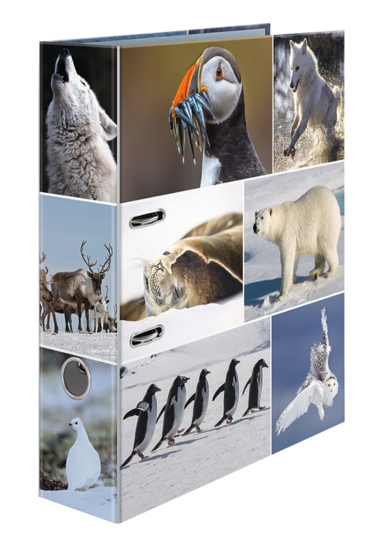 HERMA Animals Ice Worlds Ordner DIN A4 70 mm Farbig sortiert 2 Ringe 7204 Pappkarton Glatt Hochformat 10 Stück