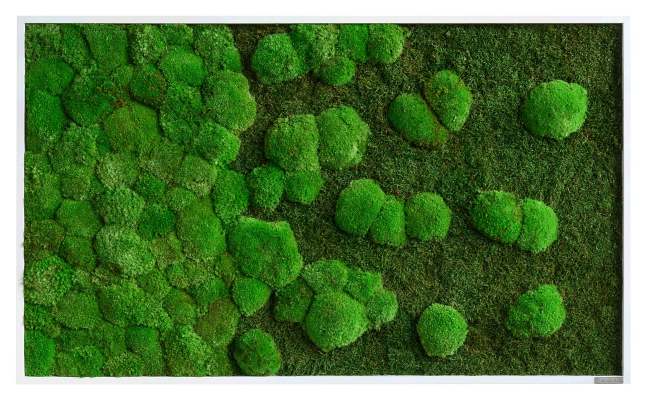 best of GREEN Mossbild 100 x 4 x 60 cm