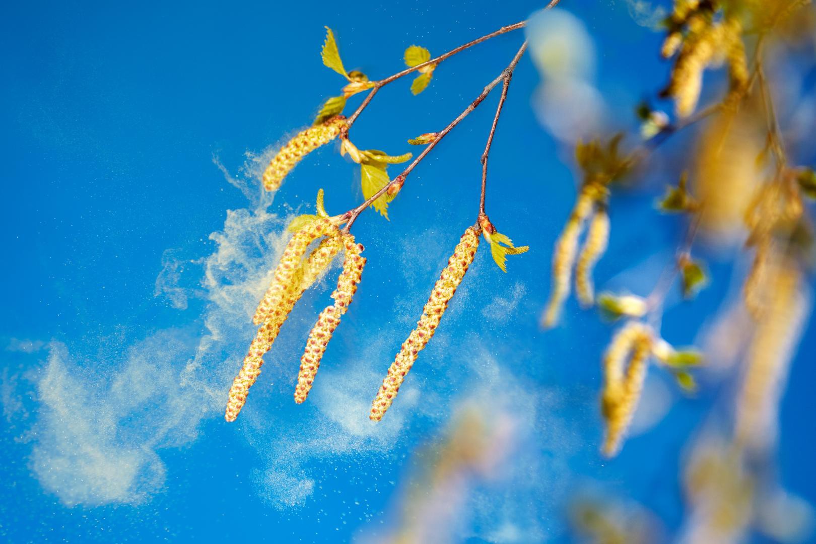 Pflanzenpollen in der Luft