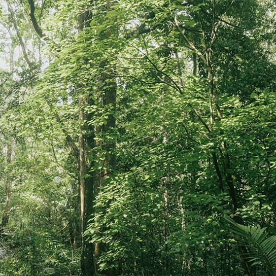 Viking lifestyle image